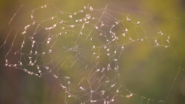 Muitos Mosquitos Uma Teia Vento Pôr Sol — Vídeo de Stock