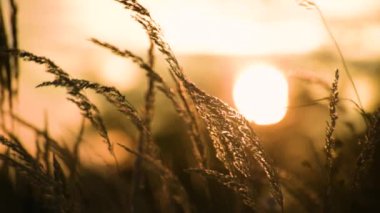 Sonbahar günbatımının arka planında tüylü yabani bitki