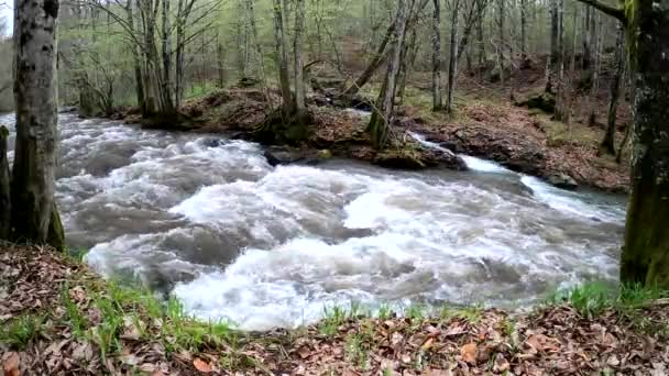 Rivière Coulant Dans Une Forêt Montagneuse Printanière — Video