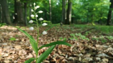 Bahar ormanında Sefalanthera longifolia