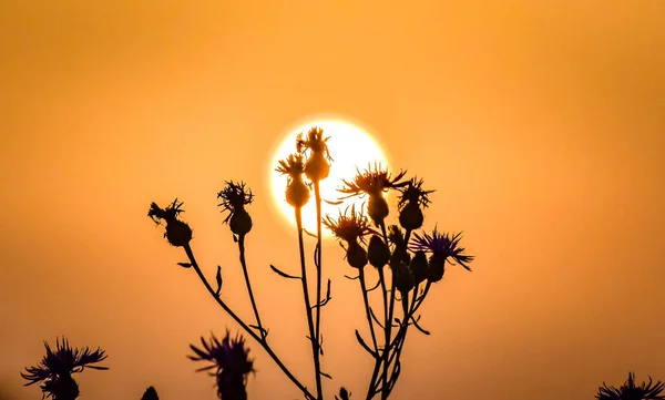 川に沈む夕日を背景にした野生の開花植物 — ストック写真