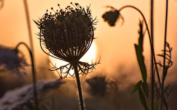 Plantă Flori Sălbatice Fundalul Apusului Soare Lângă Râu — Fotografie, imagine de stoc