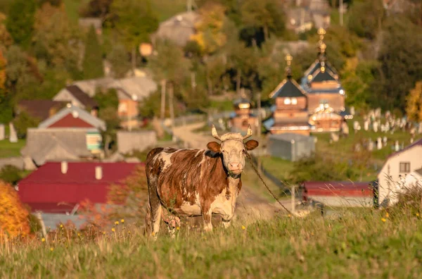 Portrét Domácí Krávy Pastvině Horské Oblasti — Stock fotografie