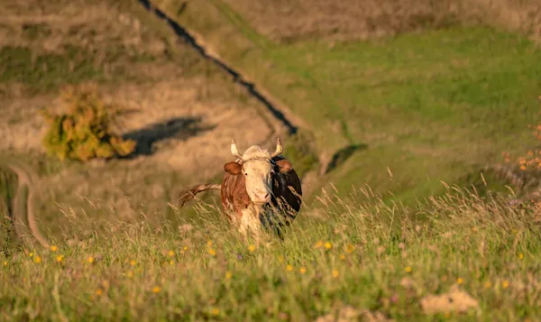 Retrato Uma Vaca Doméstica Pasto Uma Área Montanhosa — Fotografia de Stock