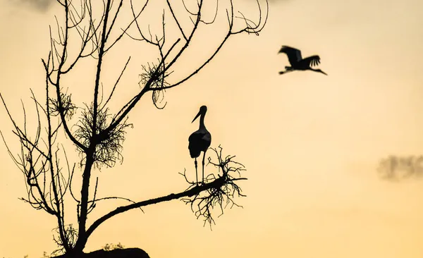 黄昏时分一只黑白鹤在飞行的轮廓 — 图库照片