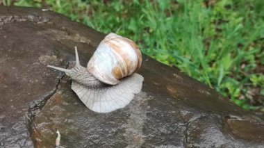 Islak taşta sürünen büyük bir salyangoz.