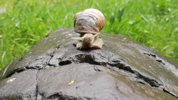 Gros Escargot Rampant Sur Une Pierre Mouillée — Video