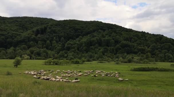 Troupeau Moutons Paissent Avant Orage Dans Une Région Montagneuse — Video