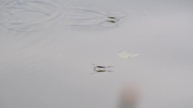 Güneşli bir günde suyun yüzeyindeki doğal koşullarda gölet yürüyüşçüleri