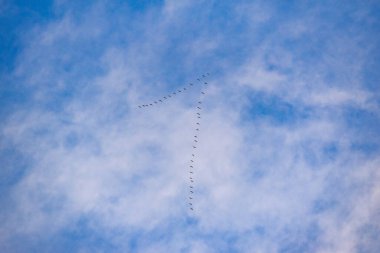 Turnalar gökyüzünde anahtar şeklinde uçar.