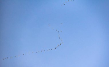 Turnalar gökyüzünde anahtar şeklinde uçar.