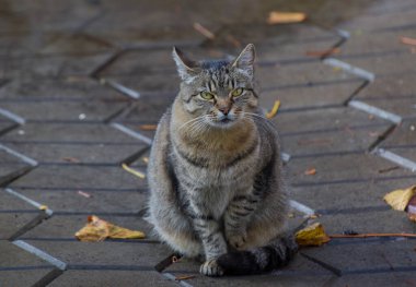 Evcil kedi pençeleriyle oturur.