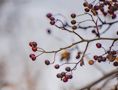 Sonbaharda bir dalda olgun dikenli meyveler.