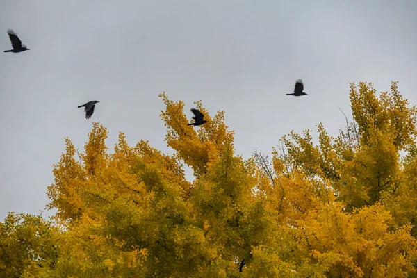 Kara Kargalar Sarı Ginkgo Biloba Ağacının Üzerinde Uçar — Stok fotoğraf