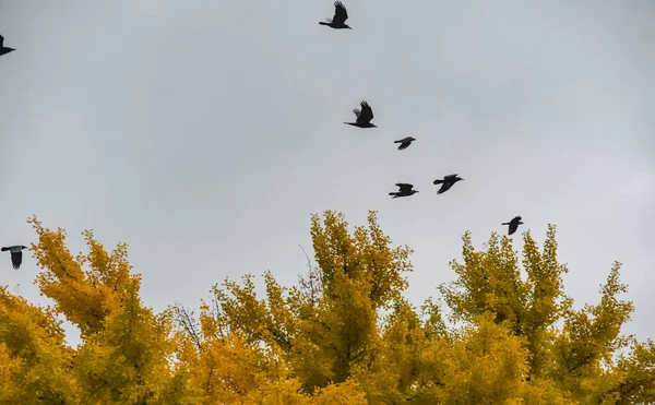 Schwarze Krähen Fliegen Über Den Vergilbten Ginkgo Bilobabaum — Stockfoto