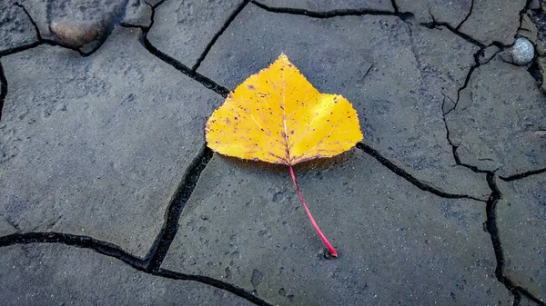 Feuilles Tombées Sur Sol Fissuré Sec — Photo