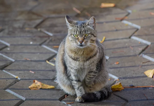 Gato Doméstico Senta Com Pata Enfiada — Fotografia de Stock