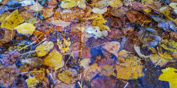 Reflet Une Forêt Automne Dans Une Flaque Eau — Photo