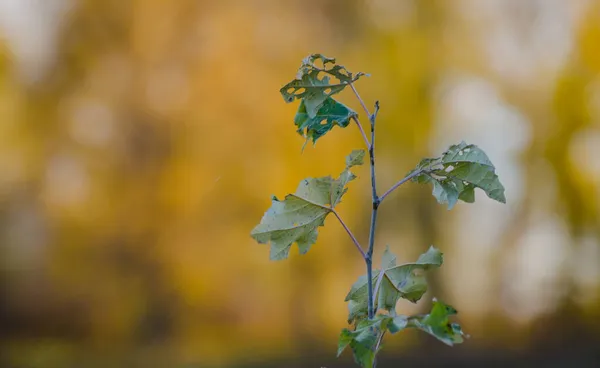 Молодий Ppulus Lba White Poplar Дерево Восени — стокове фото