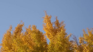Sonbahar taçlı ginkgo biloba Mavi gökyüzüne karşı