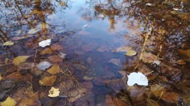 Su birikintisindeki sonbahar ormanının yansıması.