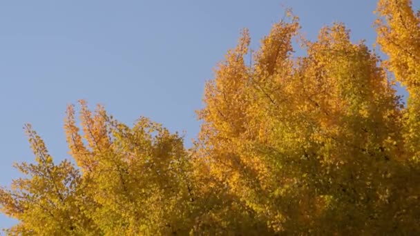 Efterår Krone Ginkgo Biloba Mod Blå Himmel – Stock-video