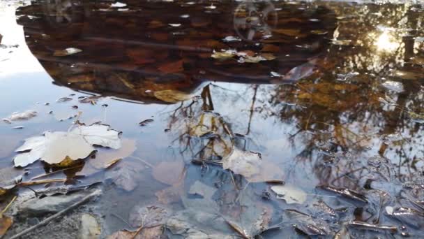 Paisaje Con Reflexión Charco Forestal Contorno Suv — Vídeo de stock