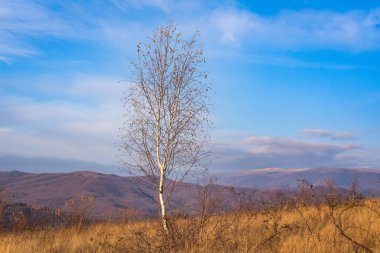 Karpat Dağları 'nda sonbahar manzarası
