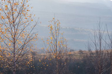 Karpat Dağları 'nda sonbahar manzarası