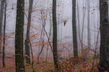 Akşam vakti sisli dağ ormanlarının sonbahar manzarası