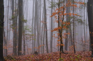 Akşam vakti sisli dağ ormanlarının sonbahar manzarası