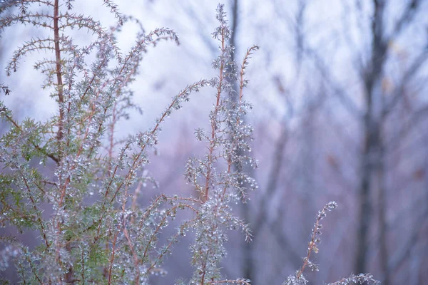 Des Gouttes Pluie Sur Les Branches Jeune Conifère Dans Brouillard — Photo