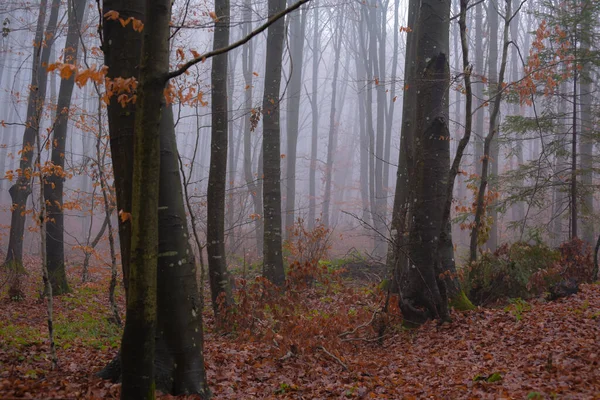 Abendliche Herbstlandschaft Des Bergwaldes Nebel — Stockfoto