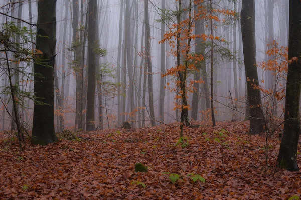 Paesaggio Autunnale Serale Foresta Montagna Nebbia — Foto Stock