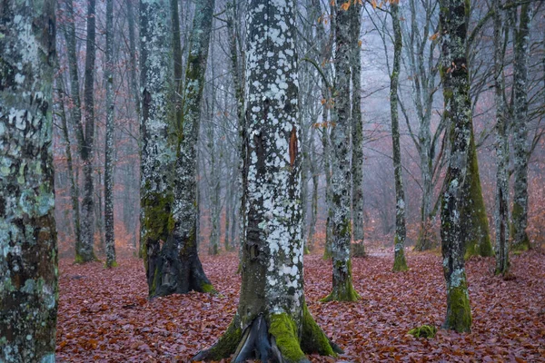 Paisagem Noturna Outono Floresta Montanha Nevoeiro — Fotografia de Stock