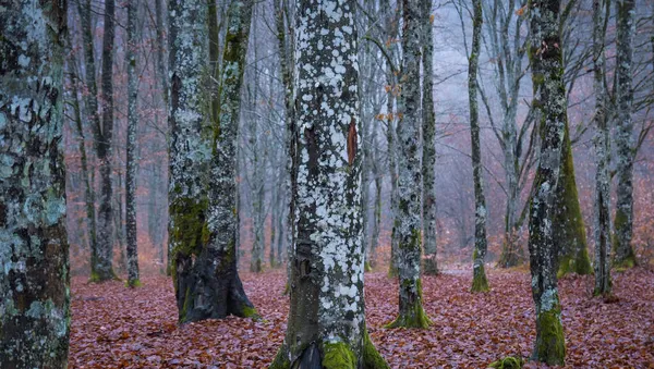 Abendliche Herbstlandschaft Des Bergwaldes Nebel — Stockfoto