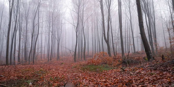 Evening Autumn Landscape Mountain Forest Fog — Stock Photo, Image