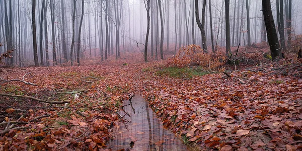 Βραδινό Φθινόπωρο Τοπίο Των Ορεινών Δασών Στην Ομίχλη — Φωτογραφία Αρχείου