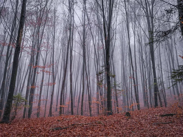 Paisaje Nocturno Otoño Bosque Montañoso Niebla — Foto de Stock