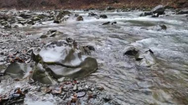Karpat dağları ormanlarında akan nehir.