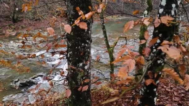 Full Flowing Ποτάμι Βουνό Καρπάθια Βουνά Δάσος — Αρχείο Βίντεο