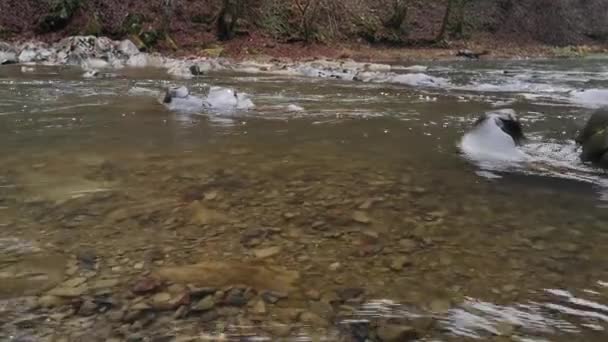 Полноводная Горная Река Карпатском Лесу — стоковое видео