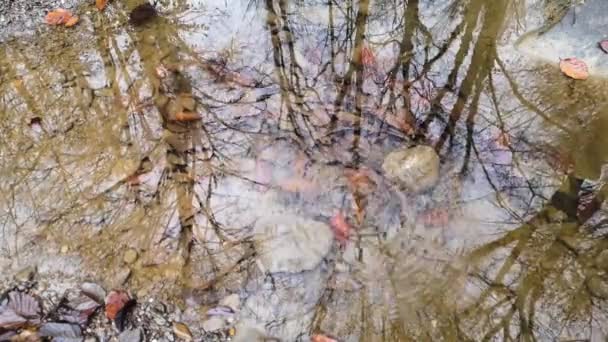 Full Flödande Bergsflod Karpaterna Skogen — Stockvideo