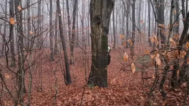 Una Criatura Con Una Máscara Alienígena Asoma Detrás Tronco Árbol — Vídeo de stock