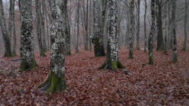 Uzaylı maskeli bir yaratık ormandaki bir ağaç gövdesinin arkasından dikizliyor.
