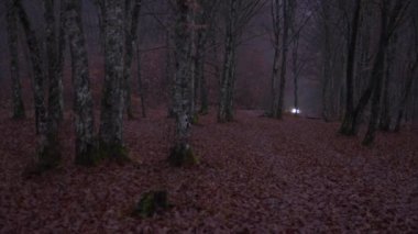 Sisli bir gece ormanından geçen bir arabanın farları