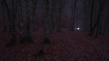 Sisli bir gece ormanından geçen bir arabanın farları
