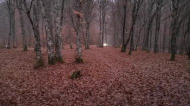 Sisli bir gece ormanından geçen bir arabanın farları