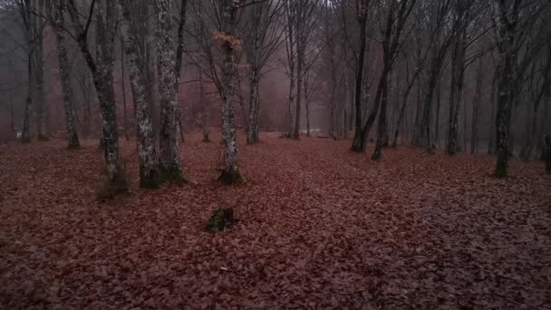 Phares Une Voiture Qui Passe Une Forêt Nocturne Brumeuse — Video