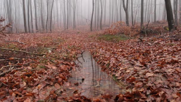 Paisaje Nocturno Otoño Bosque Montañoso Niebla — Vídeos de Stock